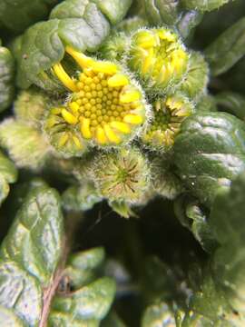 Image of Bolander's ragwort