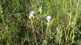 Imagem de Linum hirsutum subsp. hirsutum