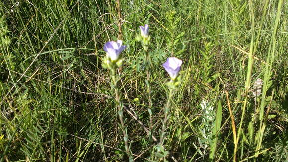 Imagem de Linum hirsutum L.