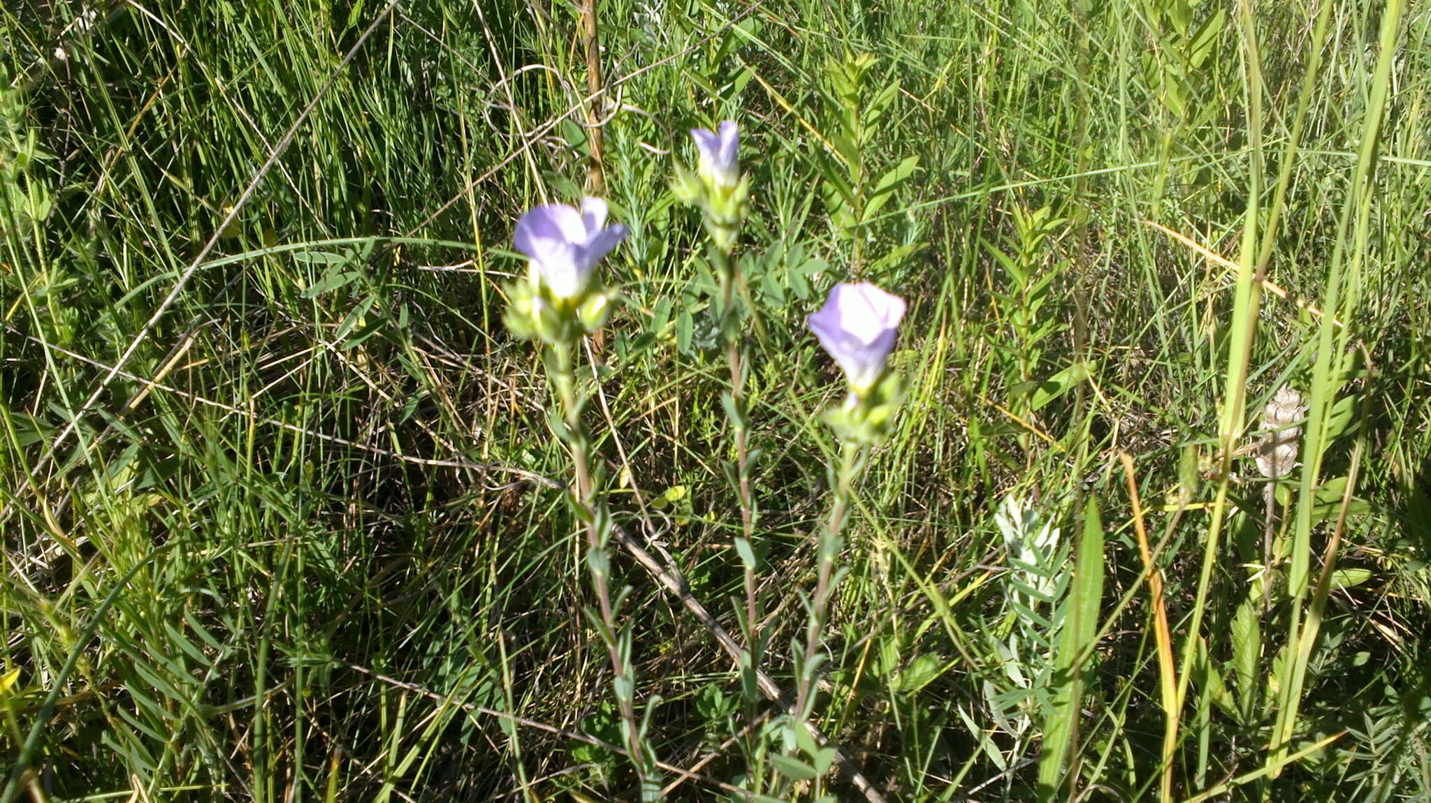 Imagem de Linum hirsutum subsp. hirsutum