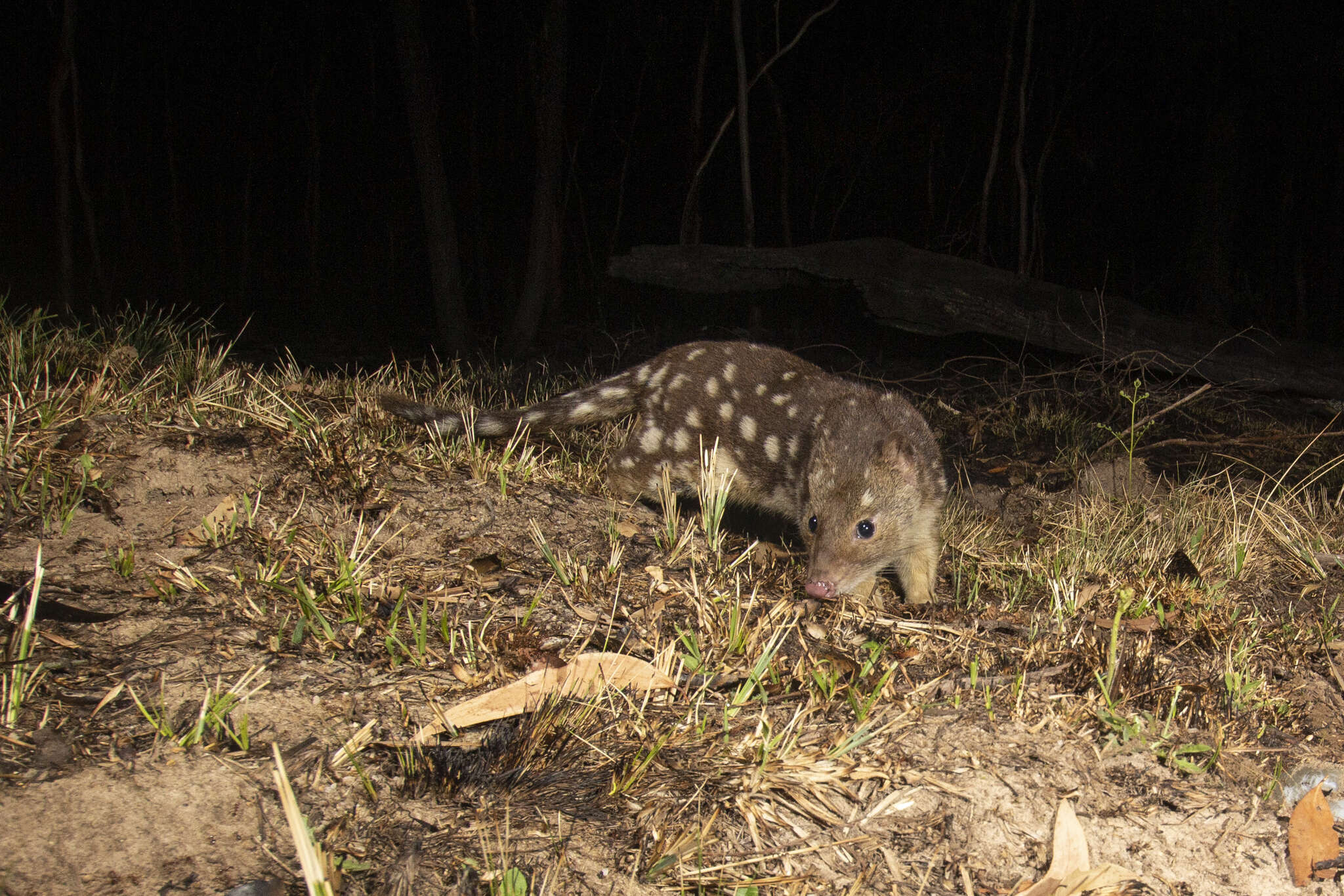 Image of quoll