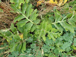 Image of Sonchus grandifolius T. Kirk