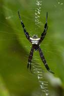 Image of Argiope doleschalli Thorell 1873