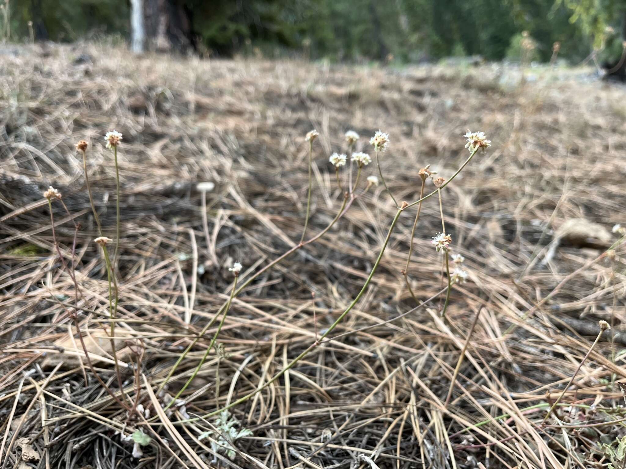 Imagem de Eriogonum nudum var. nudum