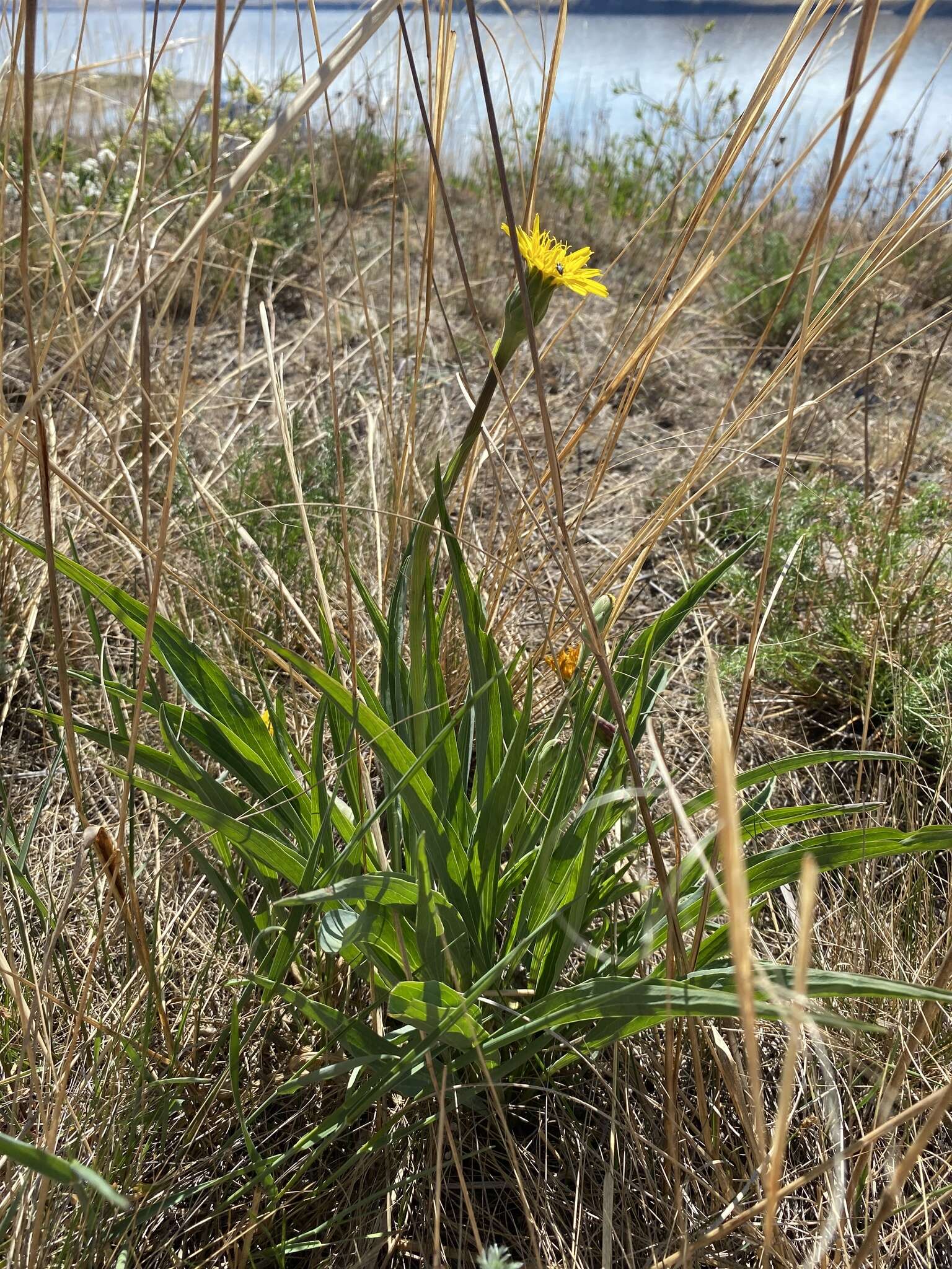 Sivun Scorzonera glabra Rupr. kuva