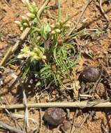 Imagem de Jatropha erythropoda Pax & K. Hoffm.