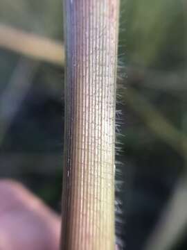 Image of fall panicgrass