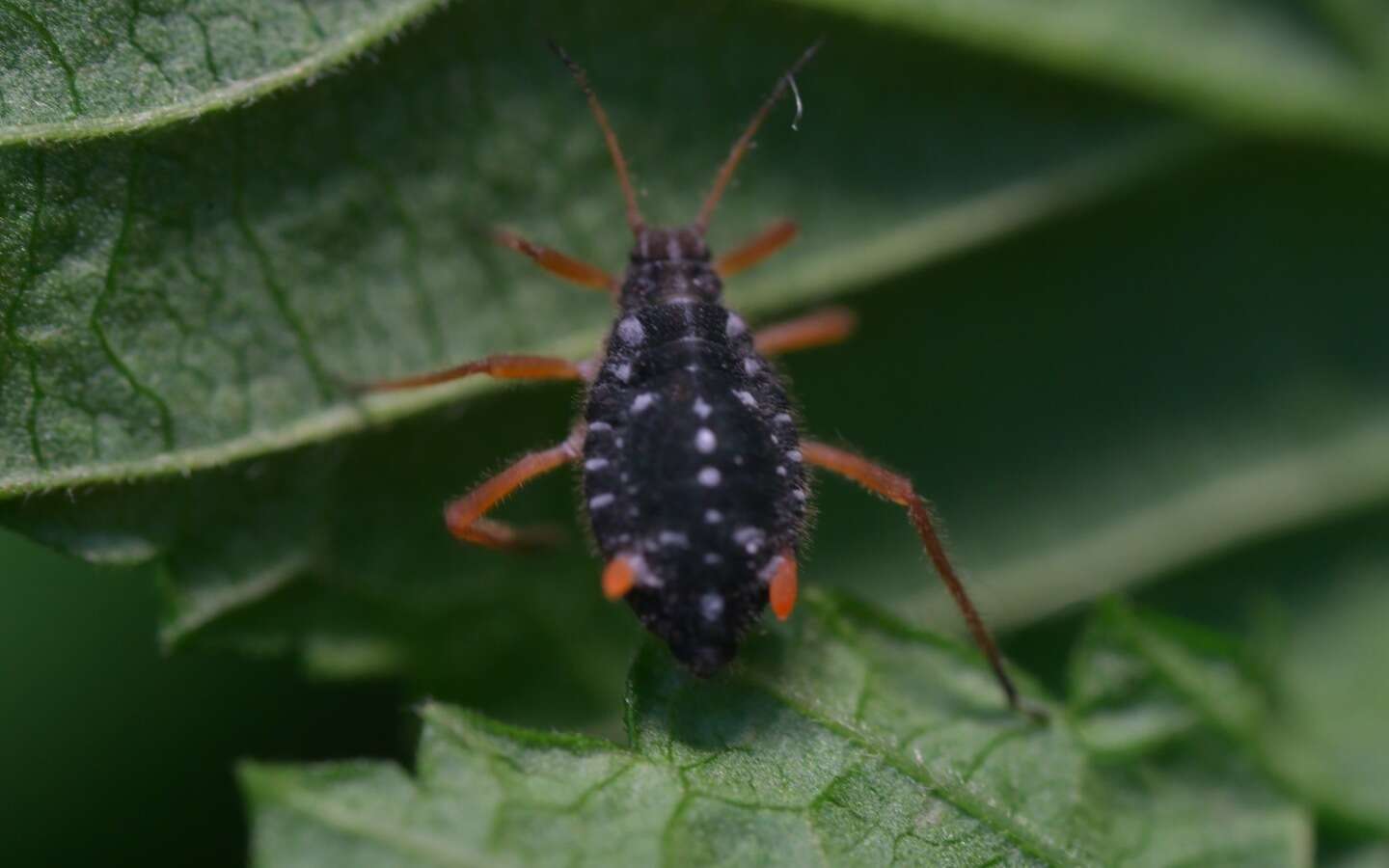 Слика од Pterocomma salicis (Linnaeus 1758)