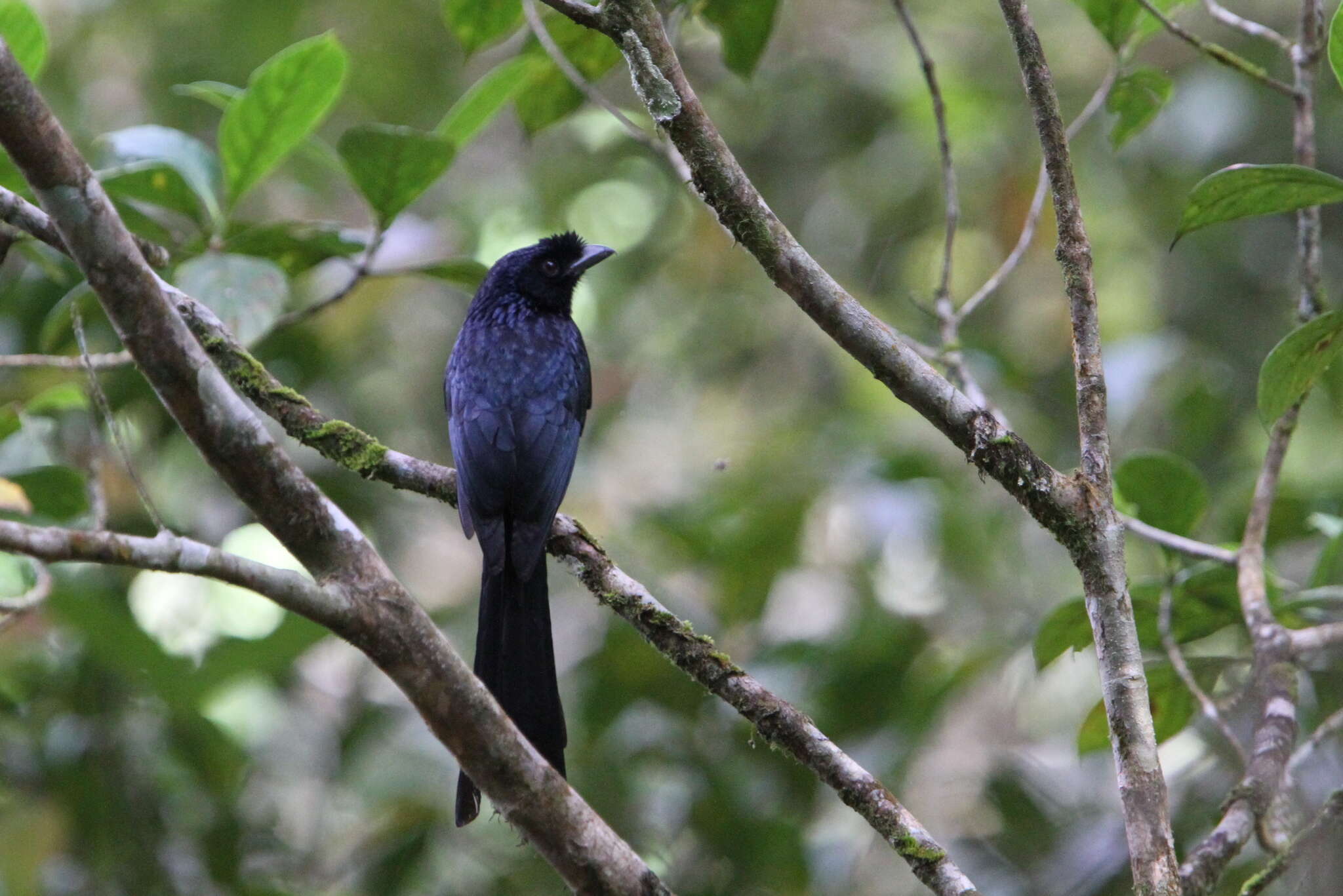 صورة Dicrurus lophorinus Vieillot 1817