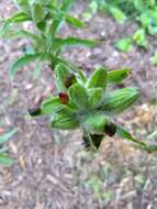 Image of Scarlet lily beetle