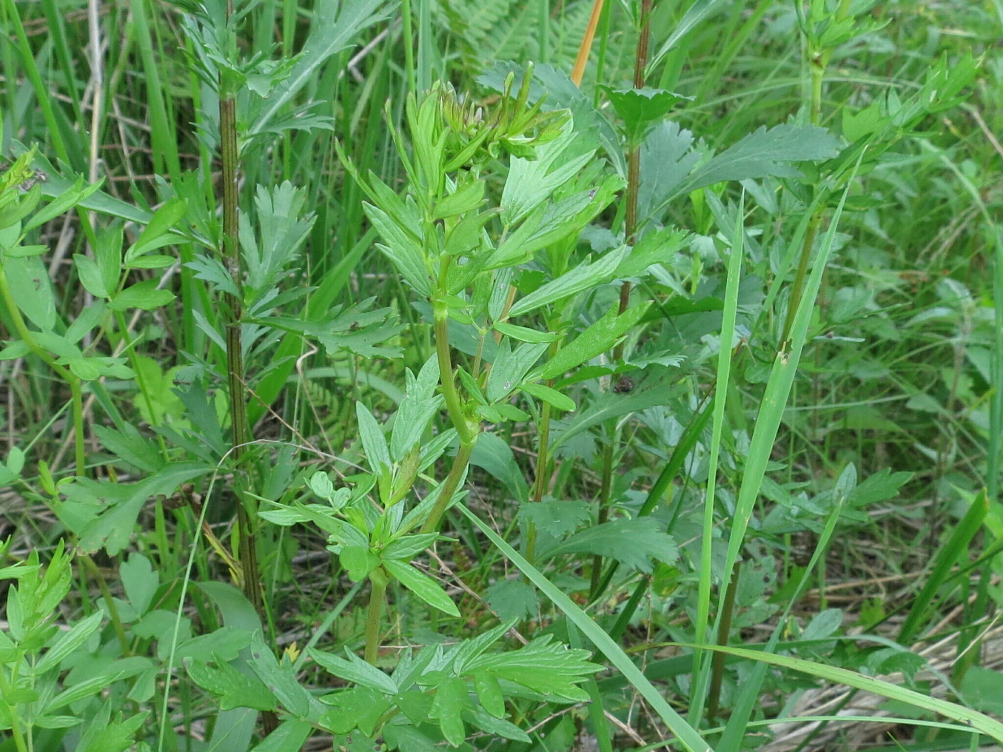 Image of Thalictrum simplex subsp. simplex