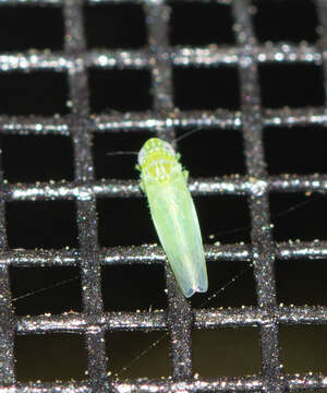 Image of Potato Leafhopper