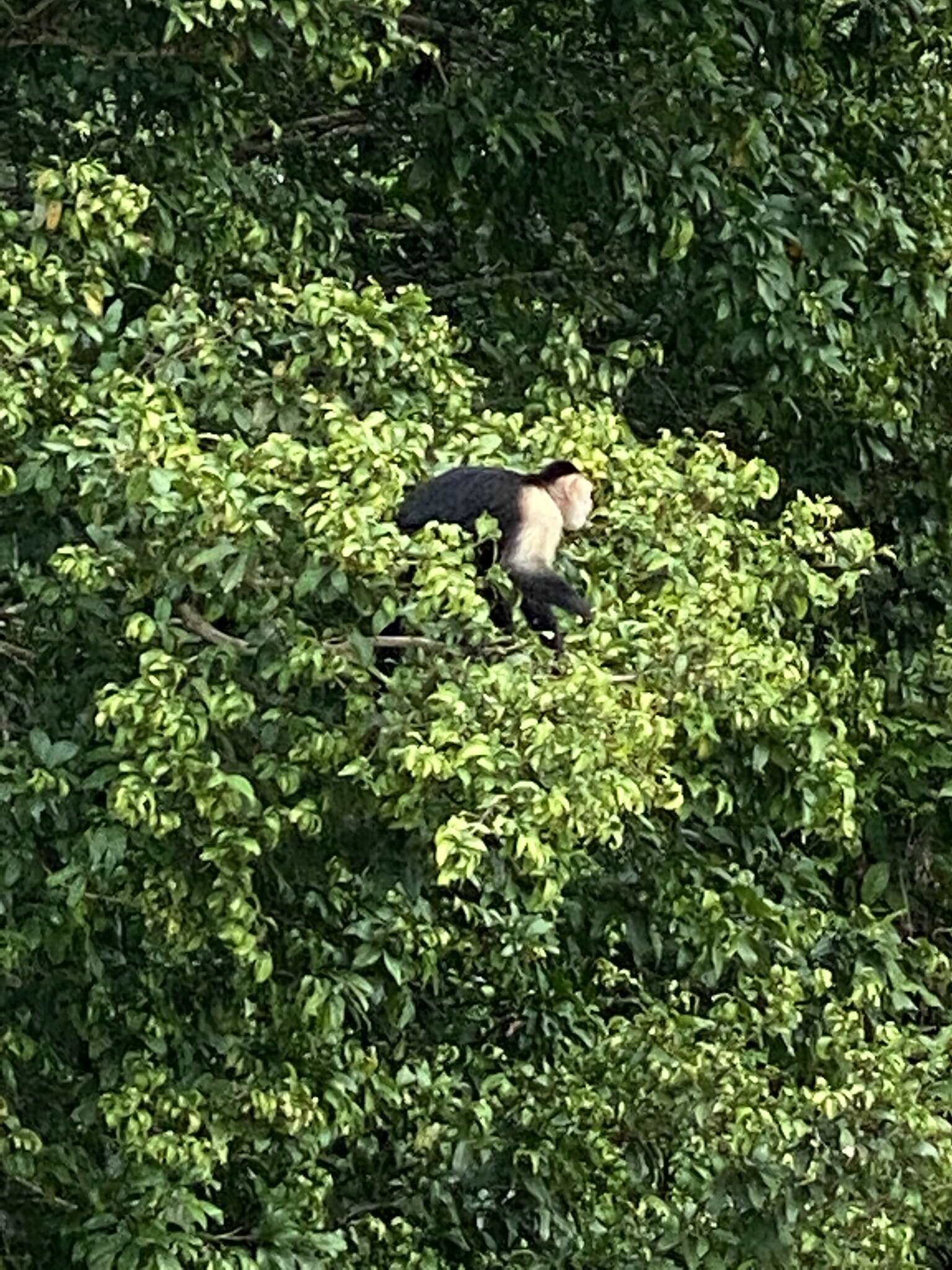 Image of white-faced capuchin