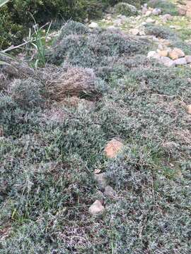 Image of Teucrium balearicum (Coss. ex Pau) Castrov. & Bayon