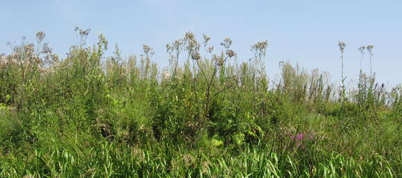 Image of marsh sow-thistle