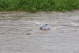 Image of Amazon River Dolphin