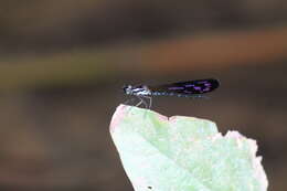 Image of Heliocypha angusta (Hagen ex Selys 1853)