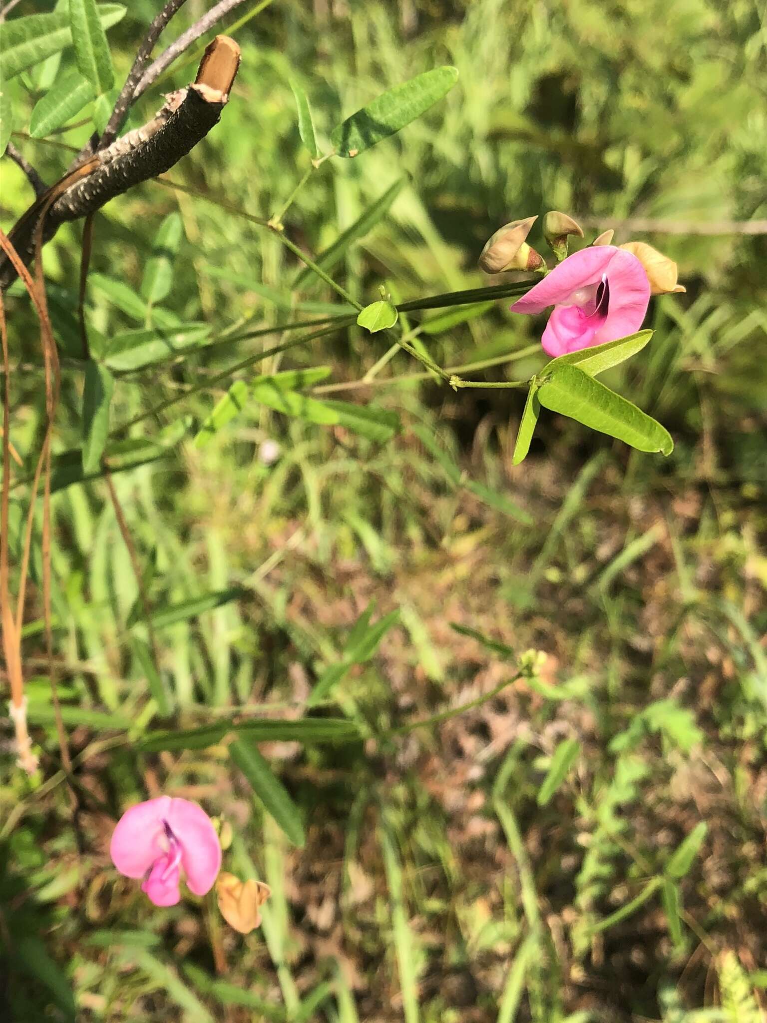 Image of pink fuzzybean