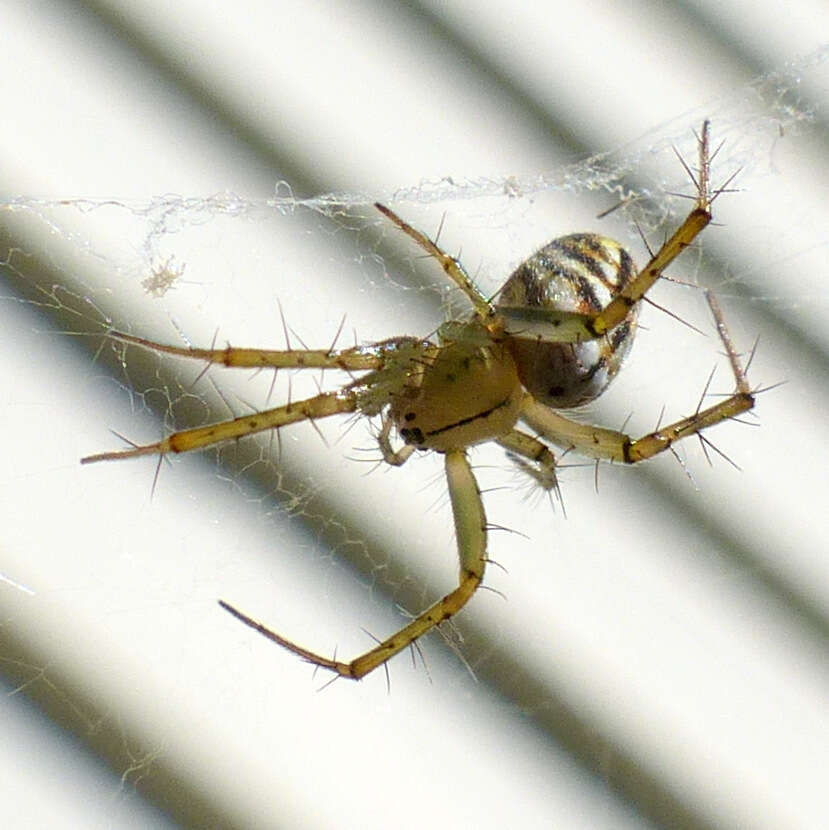 Image of Lined Orbweaver