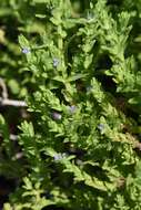 Imagem de Stemodia maritima L.