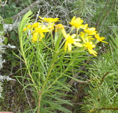 Image of Euryops linearis Harv.