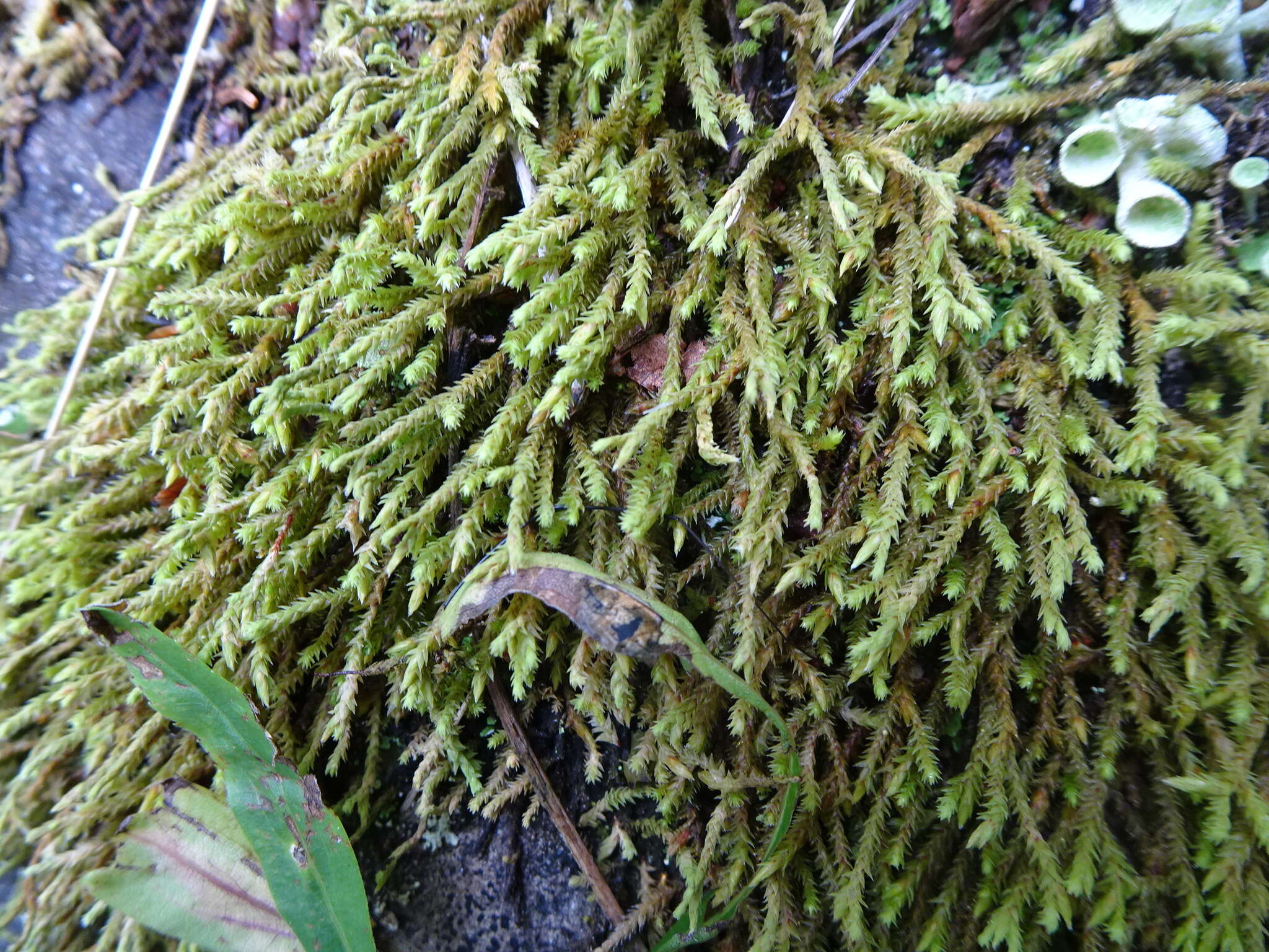 Image of Ciliate Hedwigia Moss