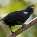 Image of Moluccan Starling