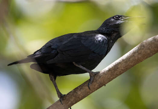 Image of Moluccan Starling