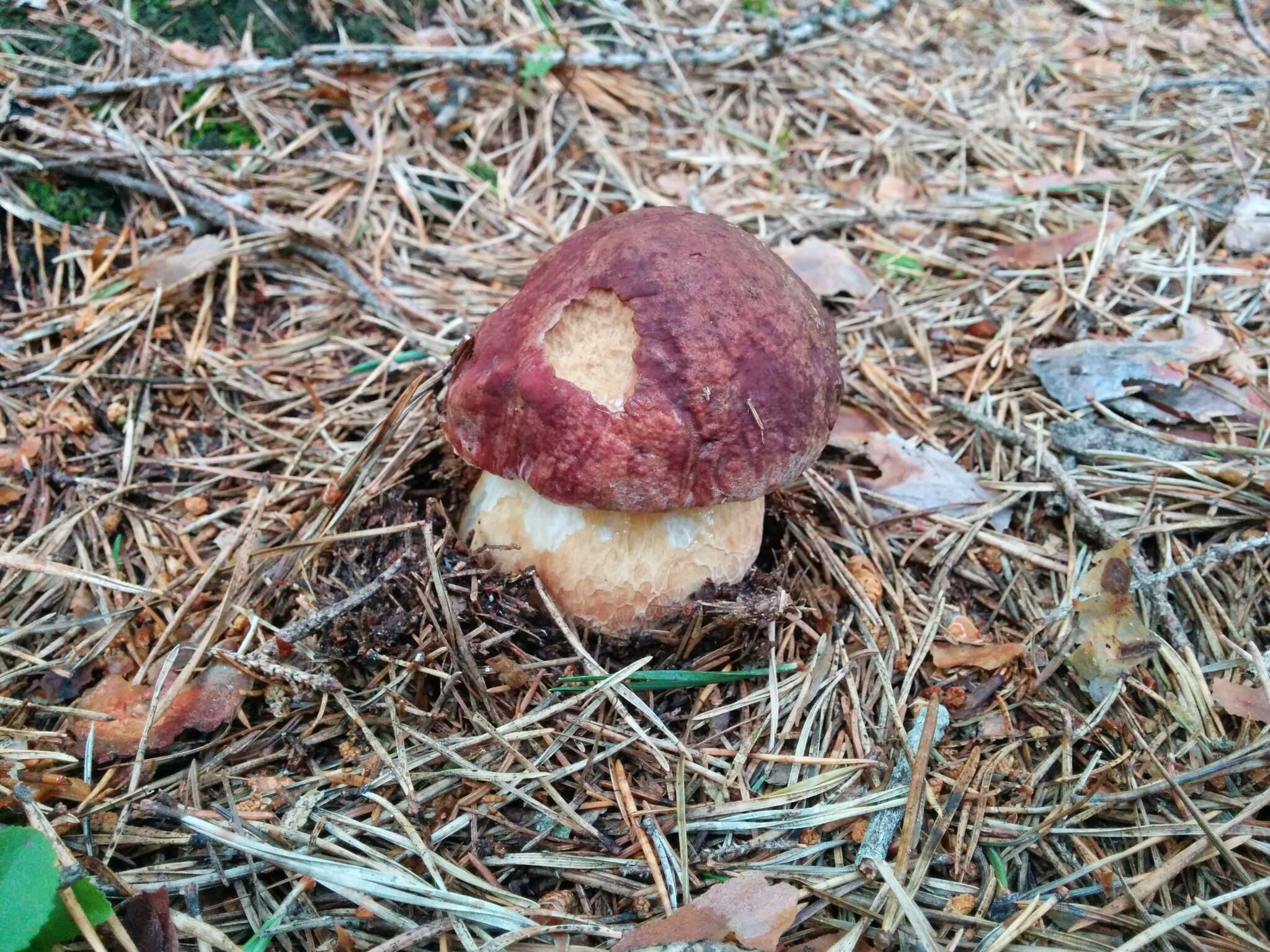 Image of Boletus pinophilus Pilát & Dermek 1973