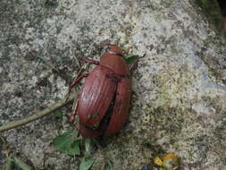 Imagem de Chrysina costata (Blanchard 1850)