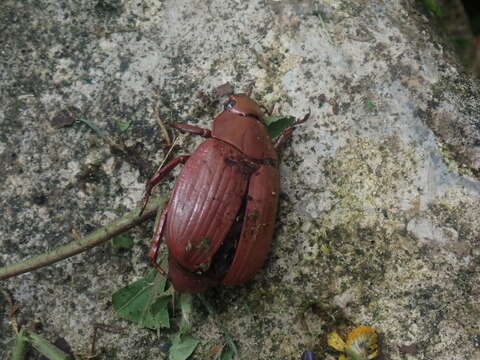 Image of Chrysina costata (Blanchard 1850)