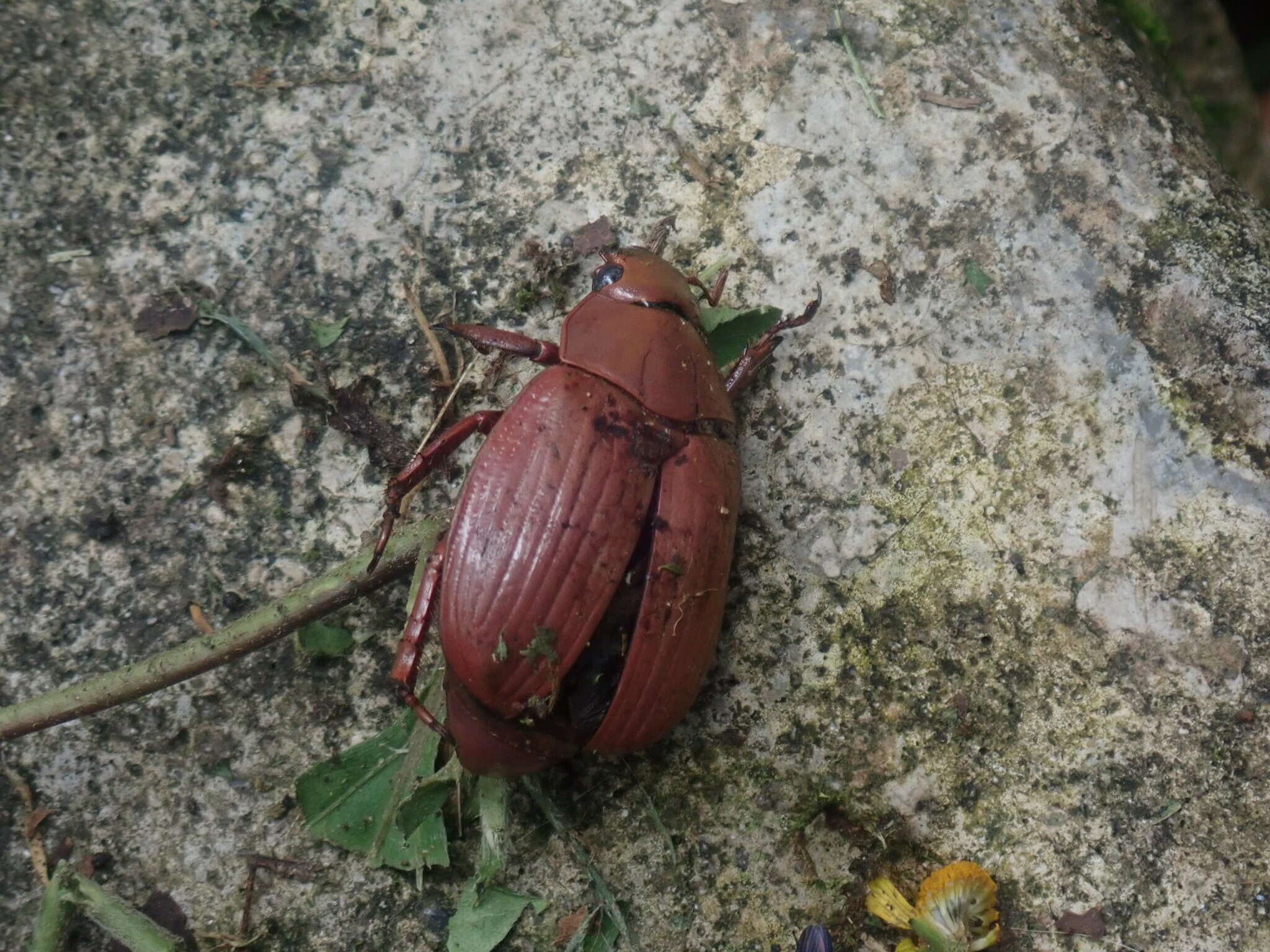 Imagem de Chrysina costata (Blanchard 1850)