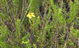 صورة Hypericum brachyphyllum (Spach) Steud.