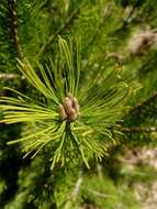 Image of Pinus cembroides subsp. lagunae (Rob.-Pass.) D. K. Bailey