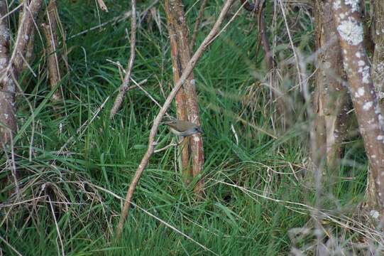 Image of Grey Gerygone