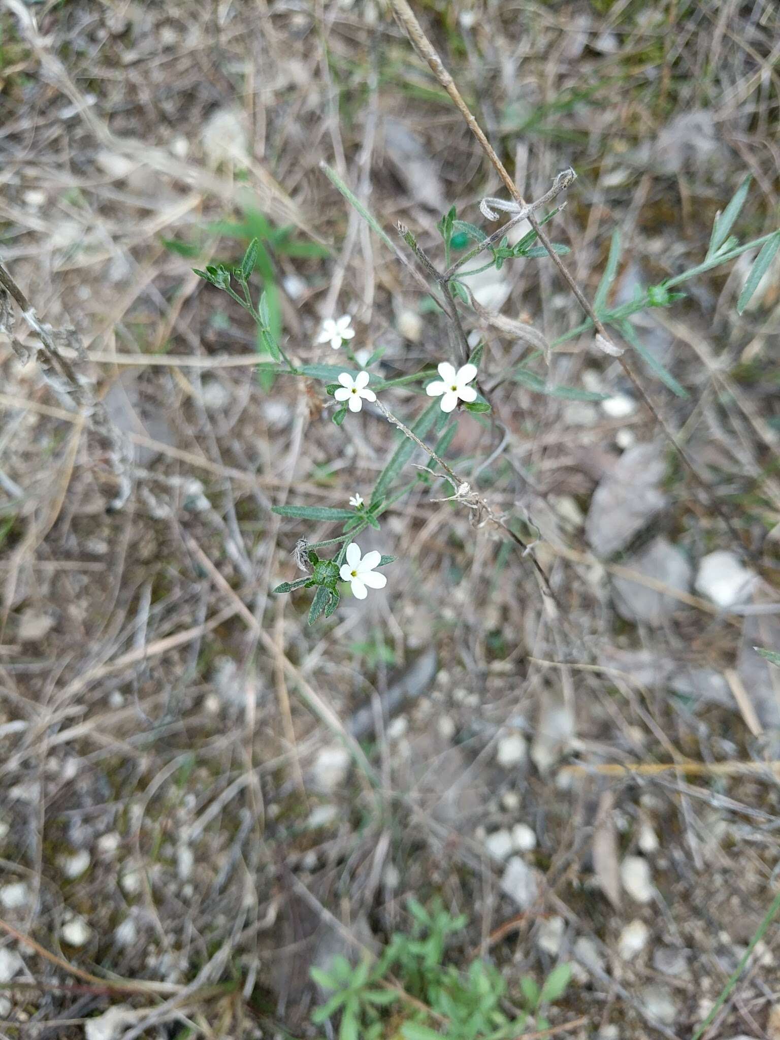 Image of pasture heliotrope