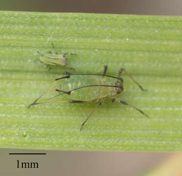 Image of English Grain Aphid