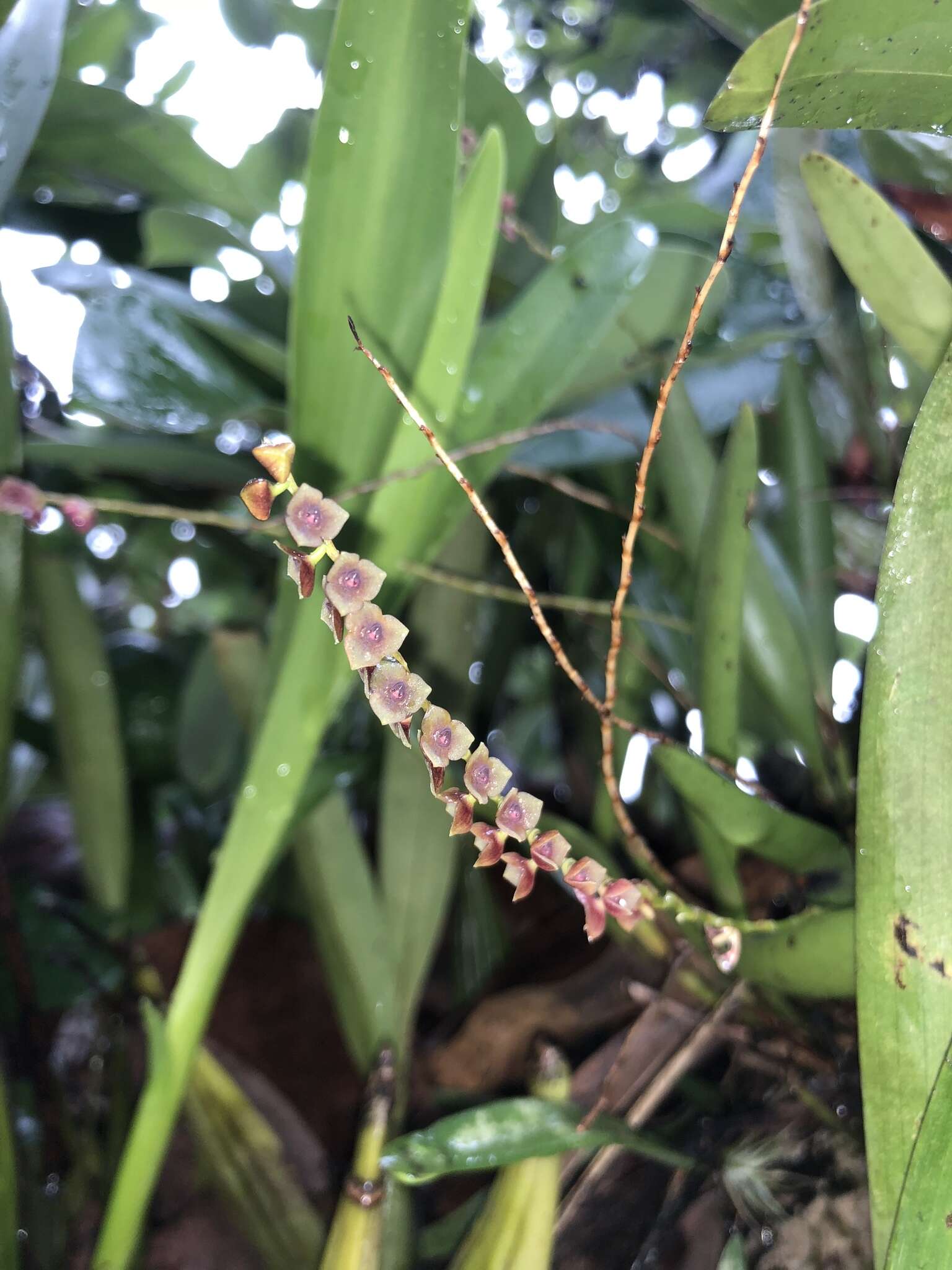 Image de Stelis purpurascens A. Rich. & Galeotti