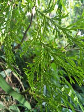 Selaginella stauntoniana Spring resmi