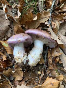 Image of Cortinarius balteatocumatilis Rob. Henry ex P. D. Orton 1960