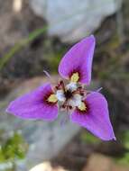 Image of Moraea caeca Barnard ex Goldblatt