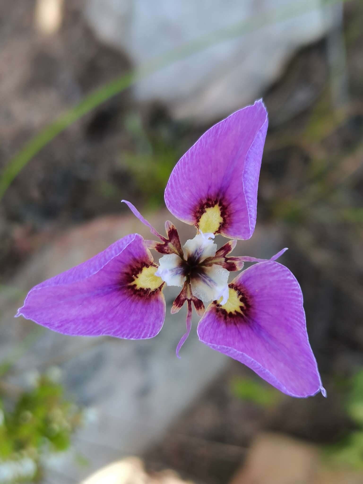 Image of Moraea caeca Barnard ex Goldblatt