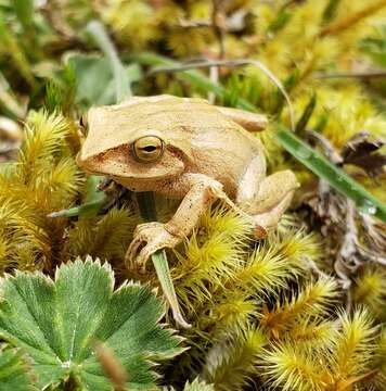 Image de Pristimantis atratus (Lynch 1979)