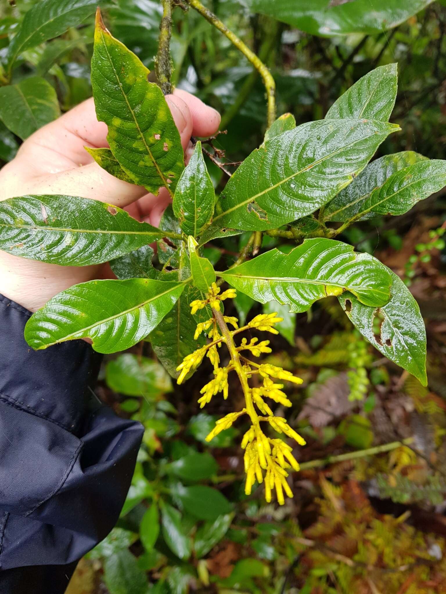 Image of Palicourea lasiorrhachis Oerst.