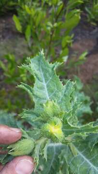 Image of Hawaiian prickly poppy