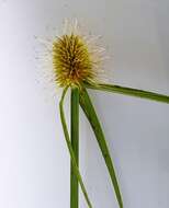 Слика од Cyperus melanospermus (Nees) Valck. Sur.