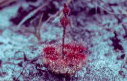 Image of Drosera roraimae (Klotzsch ex Diels) Maguire & Laundon