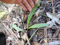 Plancia ëd Arthrochilus irritabilis F. Muell.