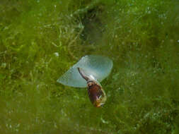 Image of Akeroidea Mazzarelli 1891