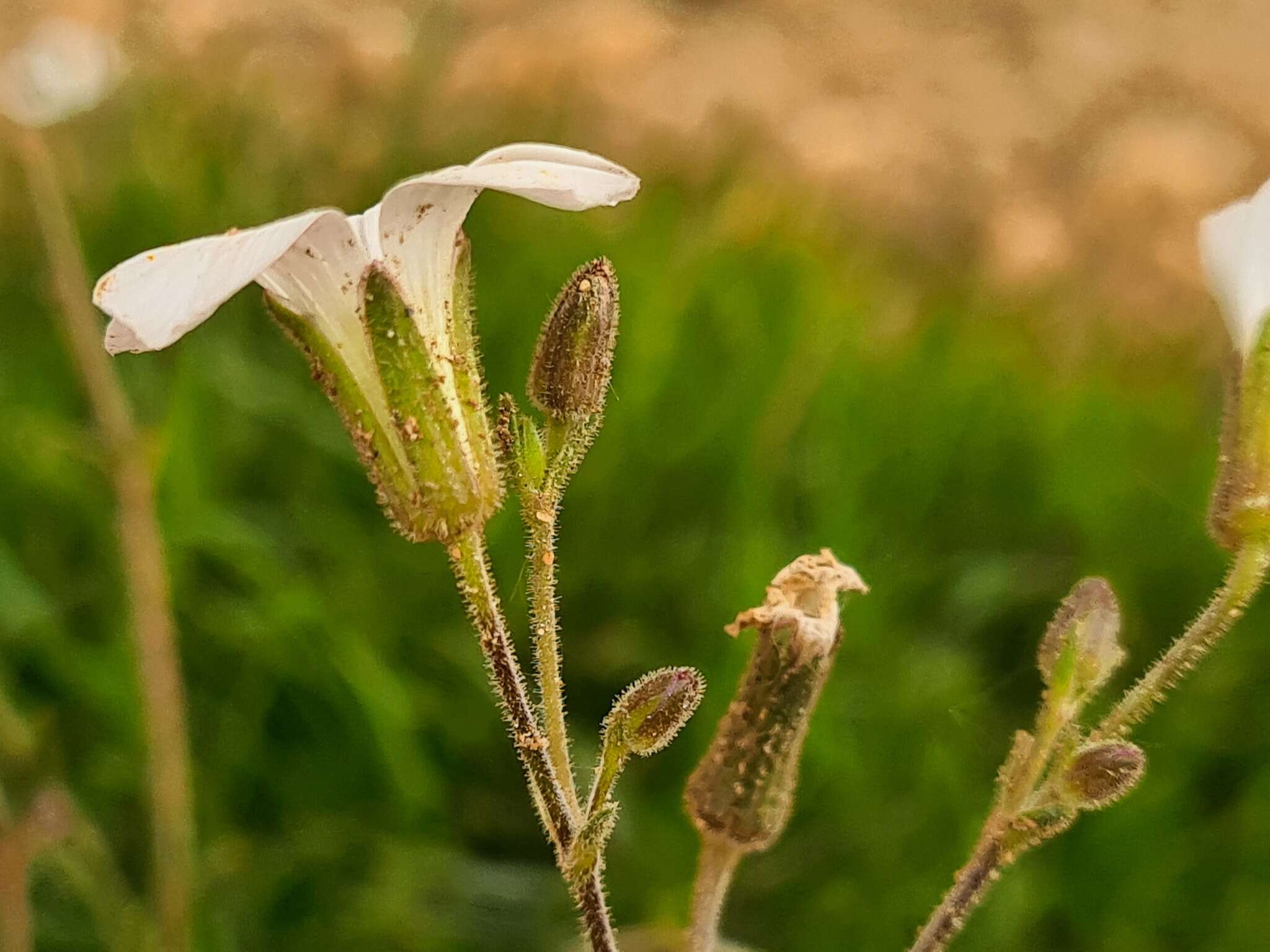 Image of Cherleria circassica (Albov) A. J. Moore & Dillenb.